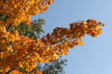 Acer platanoides. Плодоносящая ветвь с листвой в осенней окраске. Карелия, г. Медвежьегорск, Привокзальный сквер, в палисаднике около дома. 26.09.2020.