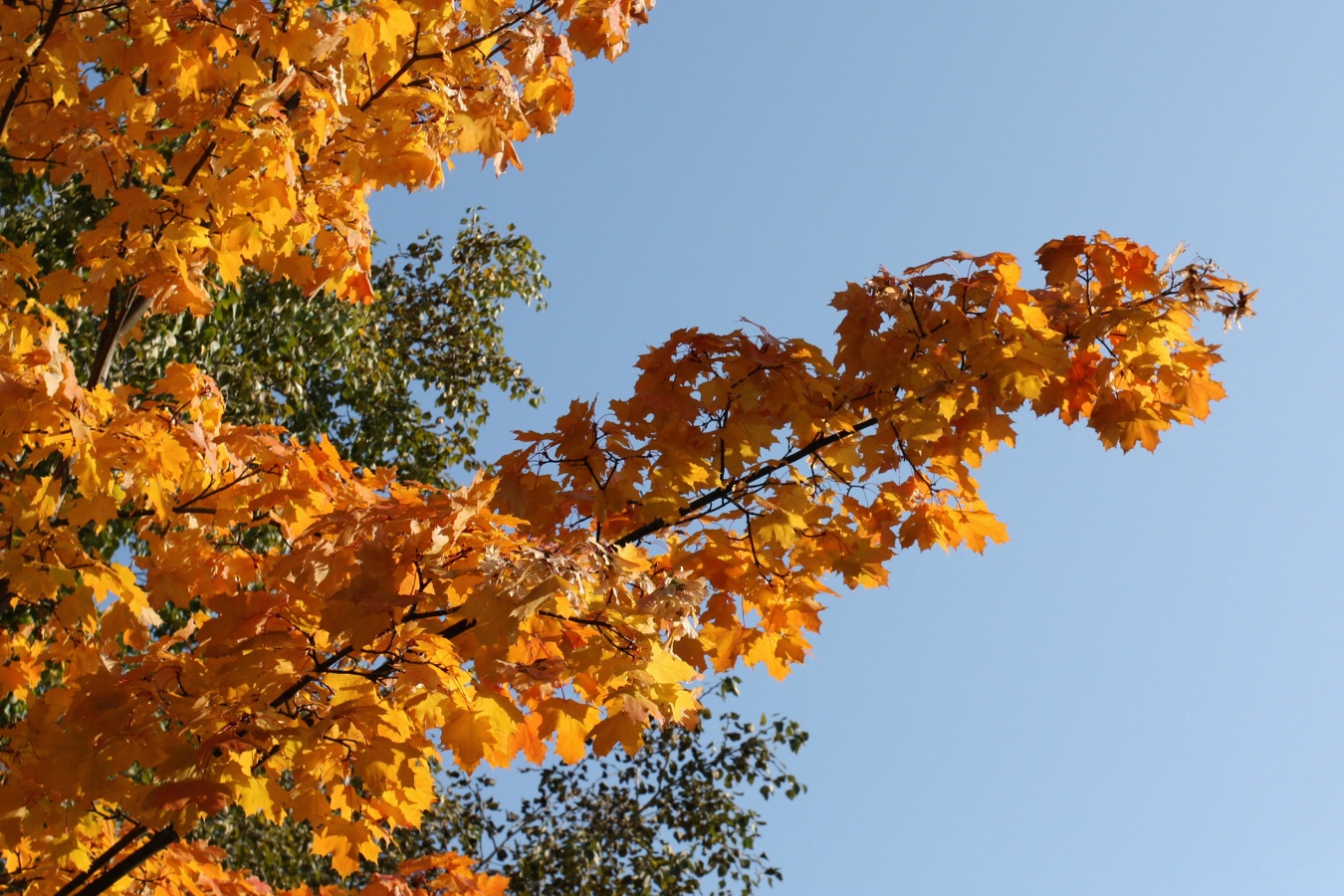 Image of Acer platanoides specimen.