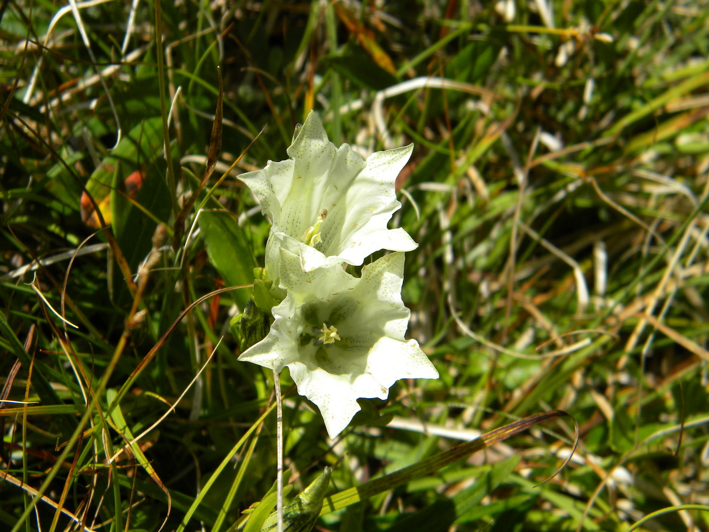 Изображение особи Gentiana algida.