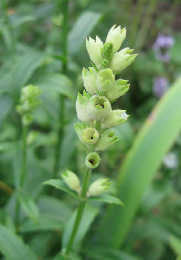 Изображение особи Physostegia virginiana.