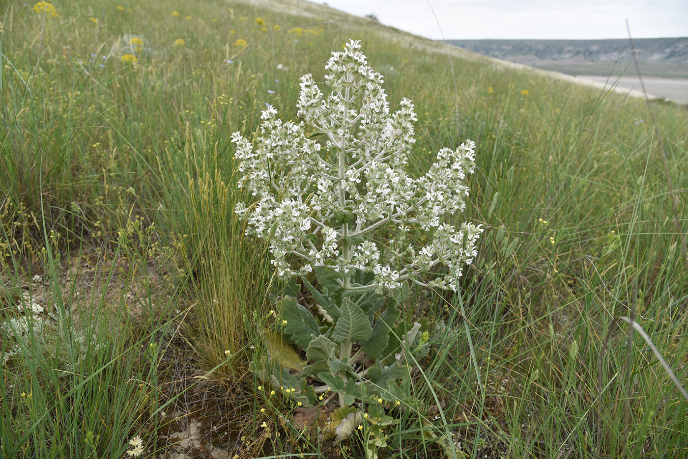 Изображение особи Salvia aethiopis.