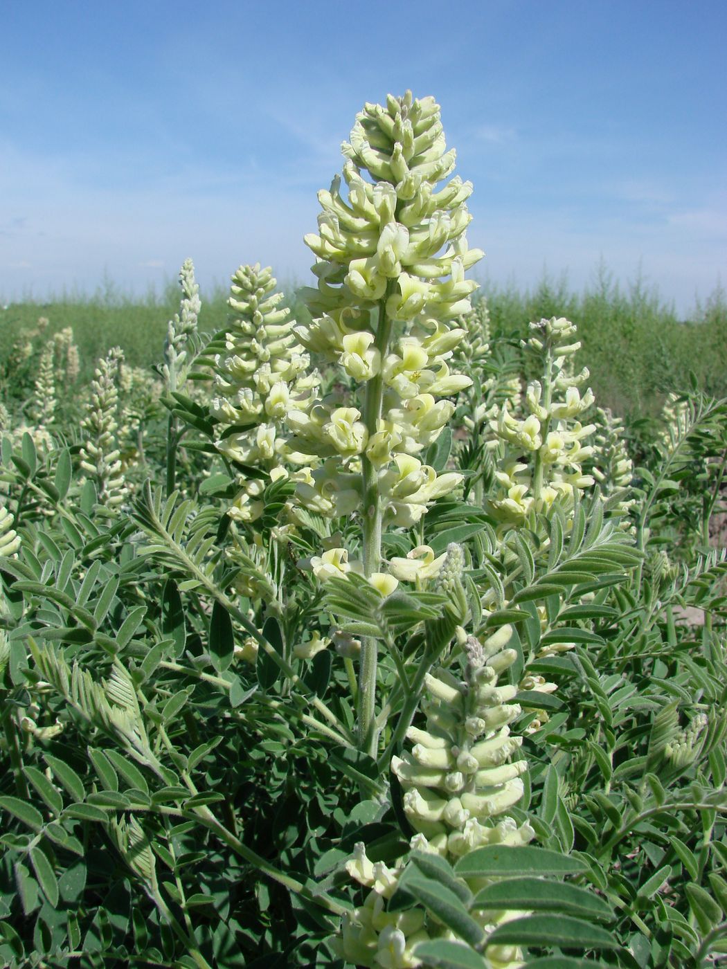 Image of Pseudosophora alopecuroides specimen.