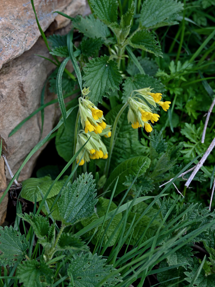 Image of Primula macrocalyx specimen.