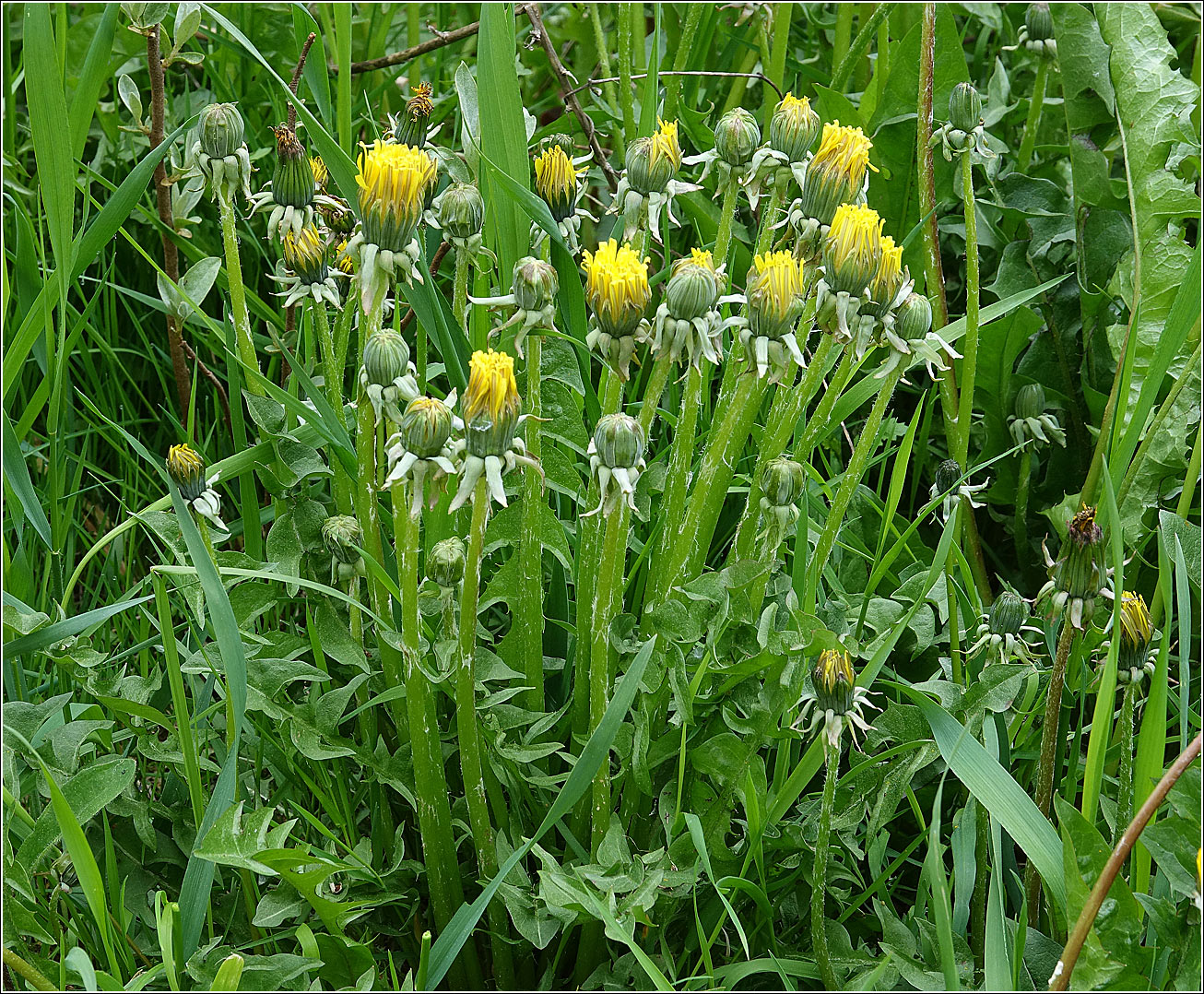 Изображение особи Taraxacum officinale.