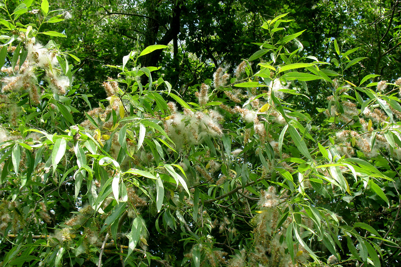 Изображение особи Salix euxina.