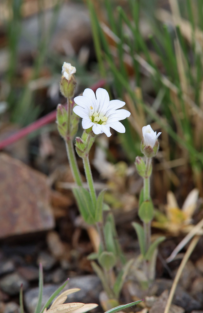 Image of genus Cerastium specimen.