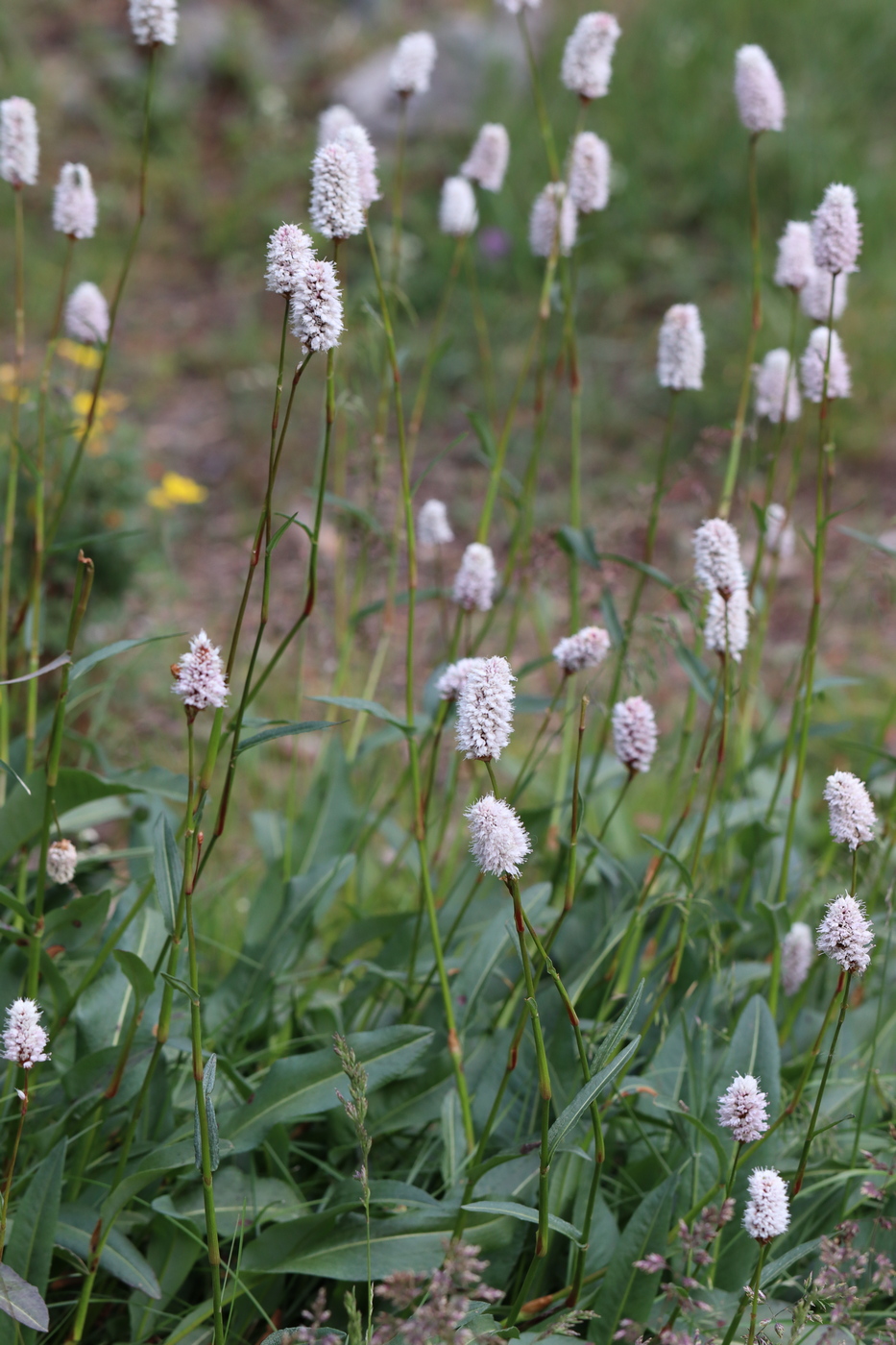 Изображение особи Bistorta officinalis.