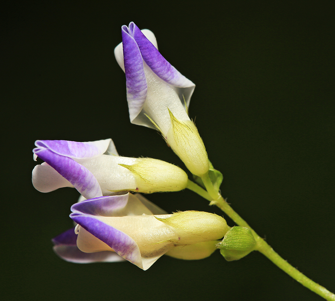 Image of Amphicarpaea japonica specimen.