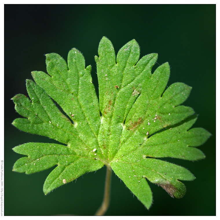 Изображение особи Geranium pusillum.