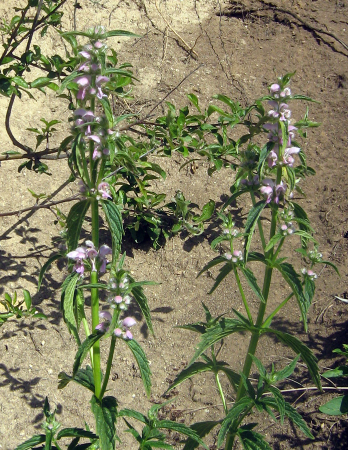 Image of Stachyopsis oblongata specimen.