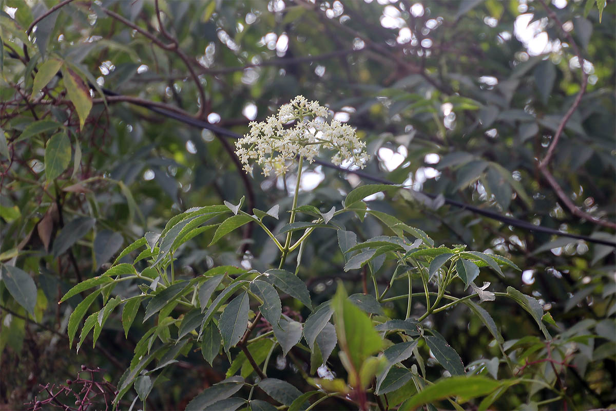 Image of genus Sambucus specimen.