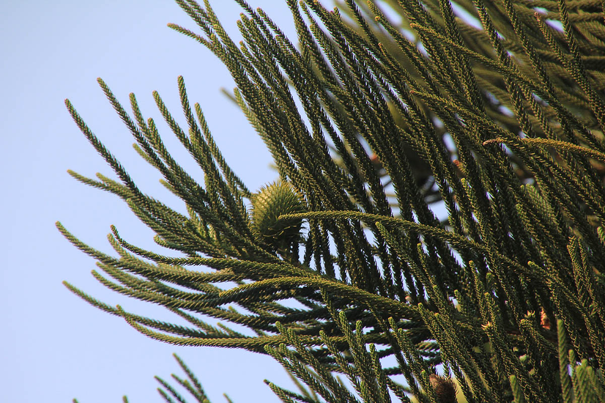 Изображение особи род Araucaria.