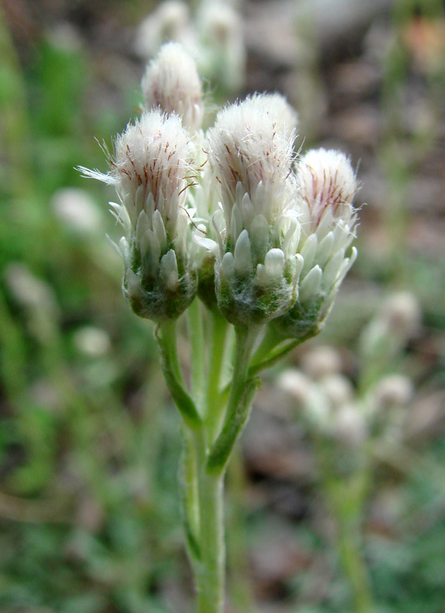 Image of Antennaria dioica specimen.