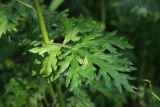 Artemisia vulgaris