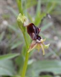 Ophrys mammosa. Цветок и бутон (аномалия). Крым, Феодосия, хр. Тепе-Оба, глинистый склон, поляна. 10 мая 2021 г.