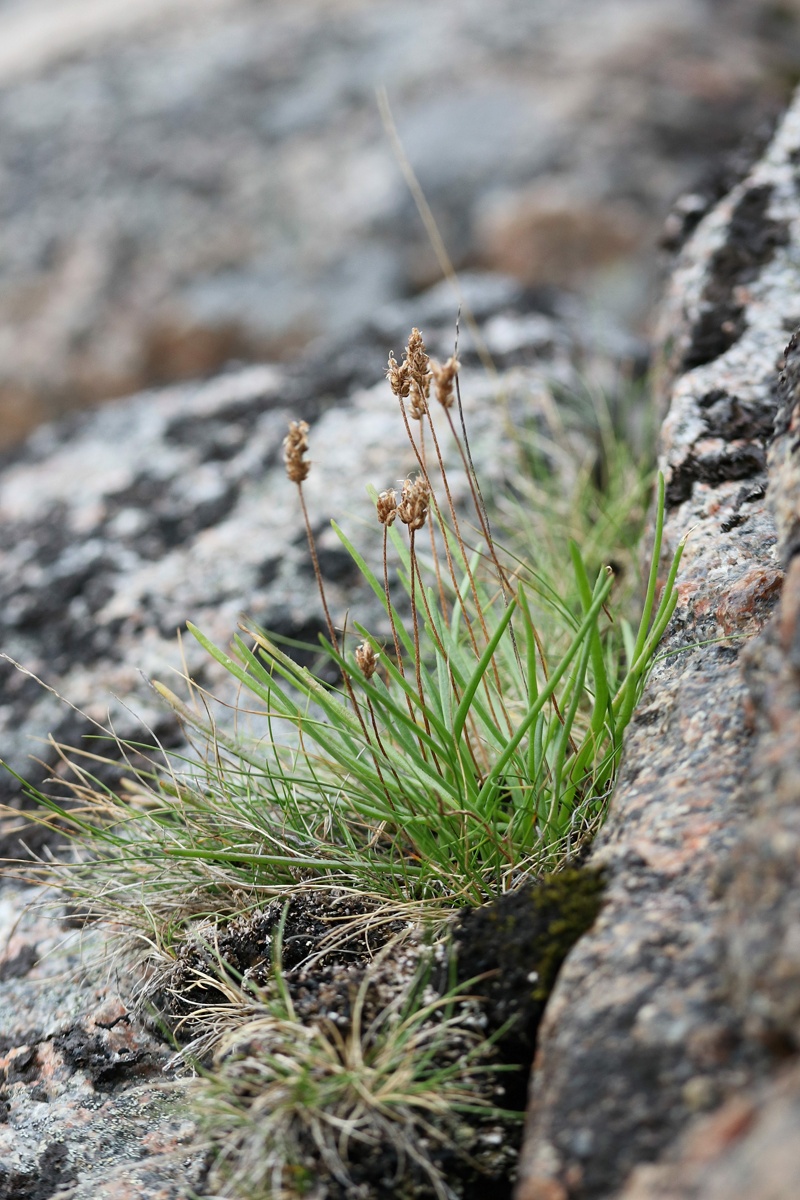 Изображение особи Plantago schrenkii.