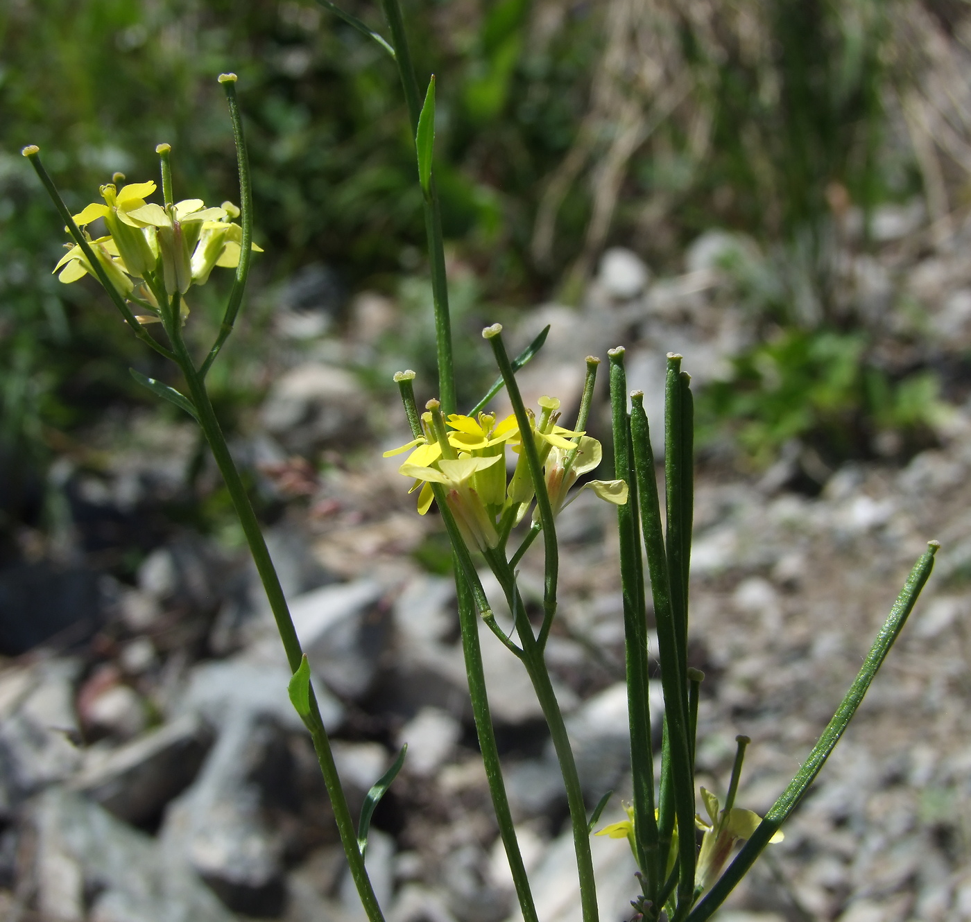 Изображение особи Erysimum hieraciifolium.