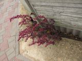 Atriplex hortensis