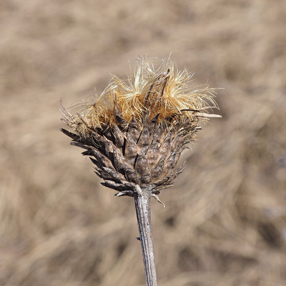 Изображение особи Serratula coronata.