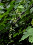 Humulus lupulus. Верхушка побега с мужскими соцветиями. Оренбургская обл., Кувандыкский гор. округ, заповедник \"Шайтан-Тау\", долина р. Сакмара, опушка смешанного леса. 05.07.2023.