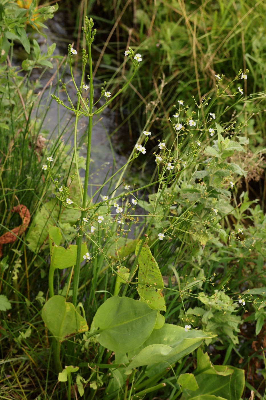 Изображение особи Alisma plantago-aquatica.