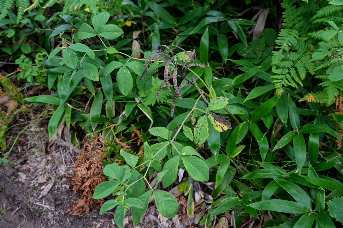 Изображение особи Thermopsis lupinoides.