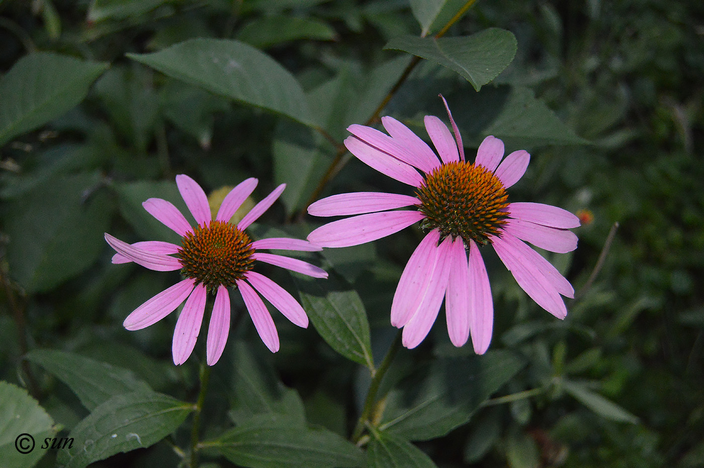 Image of Echinacea purpurea specimen.