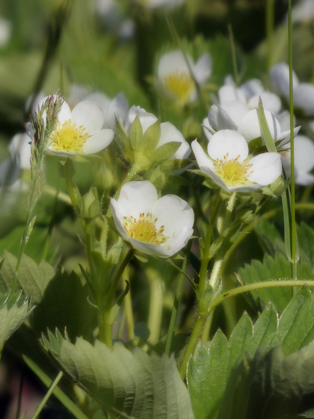 Image of Fragaria × ananassa specimen.