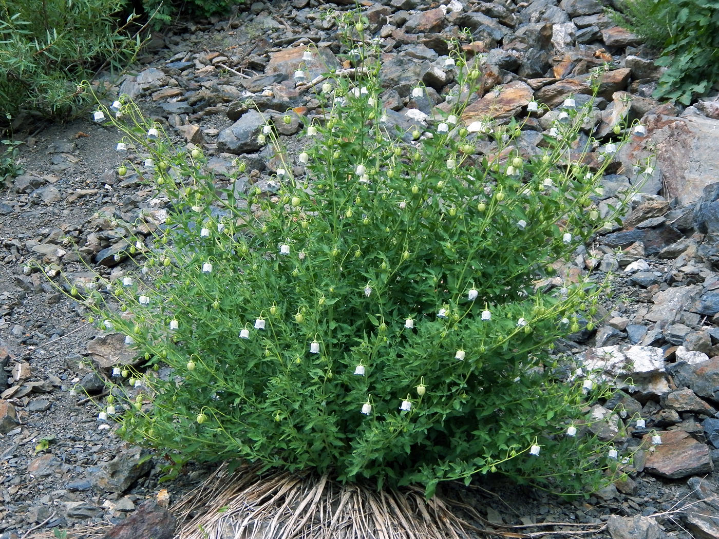 Изображение особи Codonopsis bactriana.