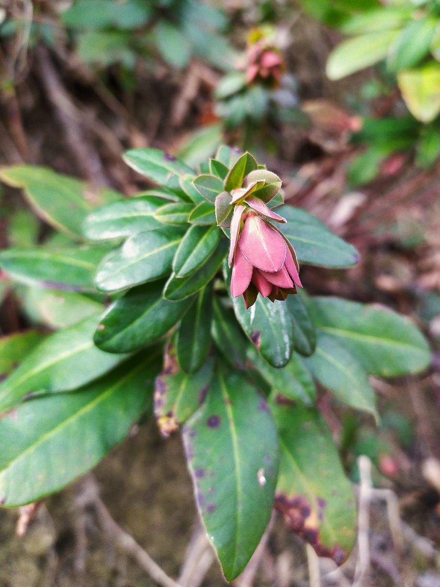 Изображение особи Euphorbia amygdaloides.