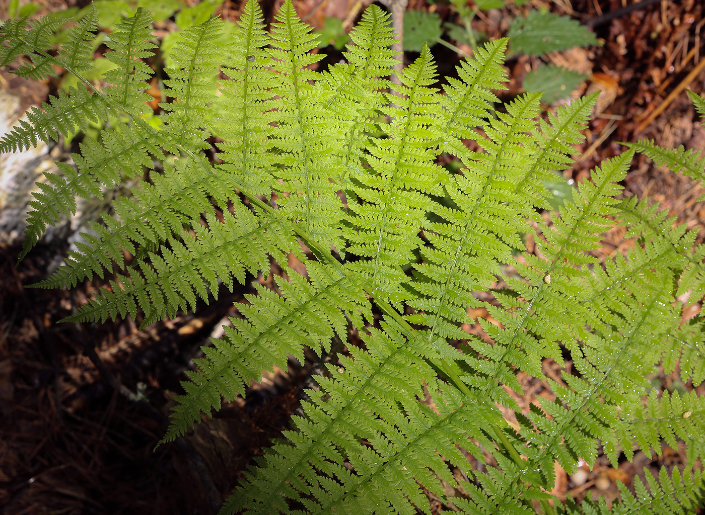 Image of Athyrium filix-femina specimen.