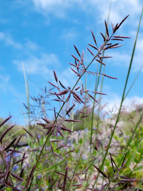 Изображение особи Eragrostis barrelieri.