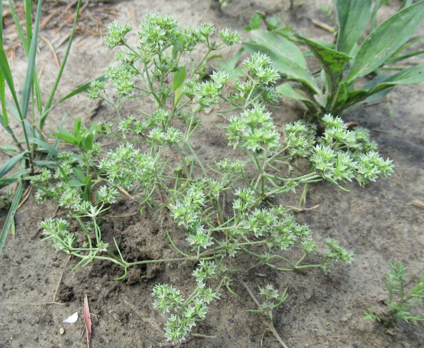 Изображение особи Scleranthus annuus.