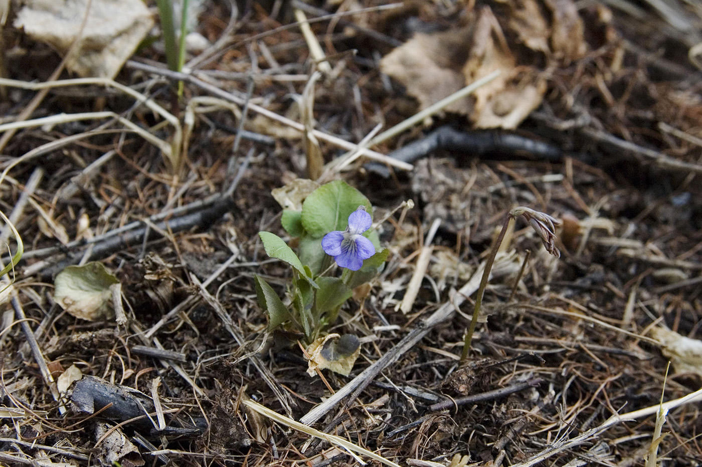 Изображение особи Viola sacchalinensis.