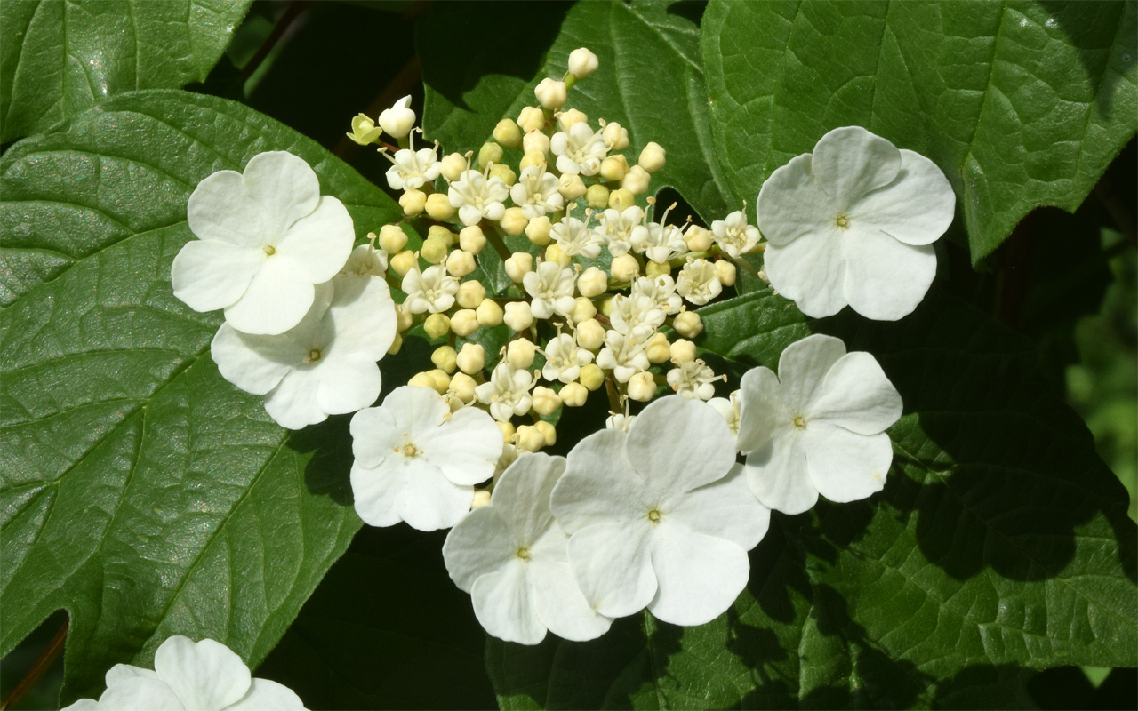 Image of Viburnum opulus specimen.