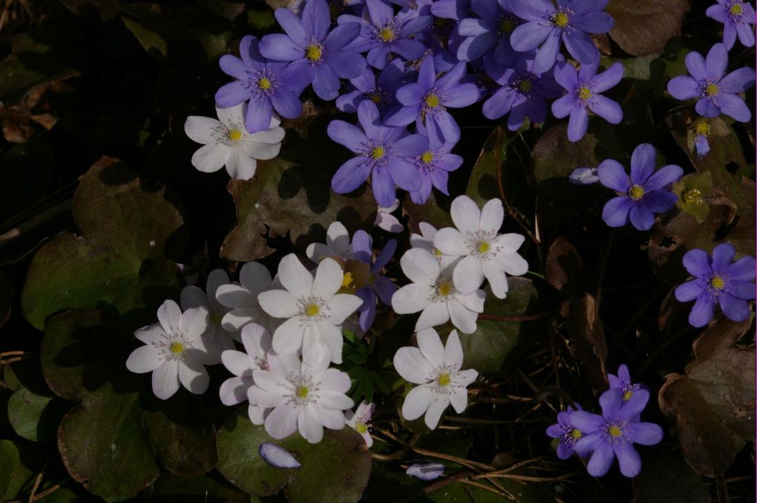 Изображение особи Hepatica nobilis.