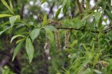 Salix rorida. Верхушка ветви с соплодиями. Приморский край, Уссурийский ГО, окр. с. Монакино, кромка покосного луга на сопке. 11.05.2024.