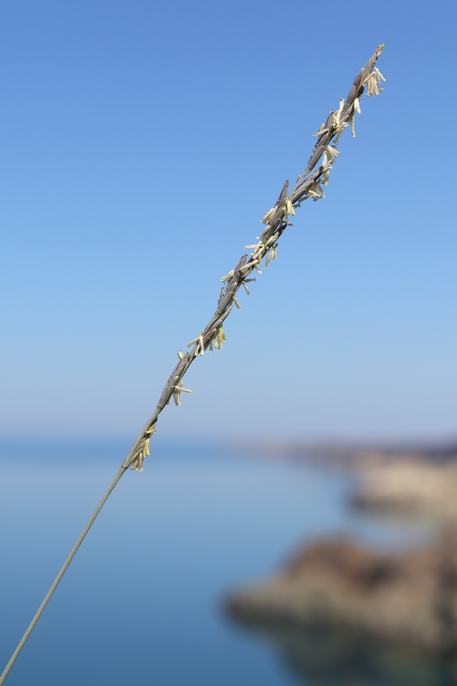 Image of Elytrigia nodosa specimen.