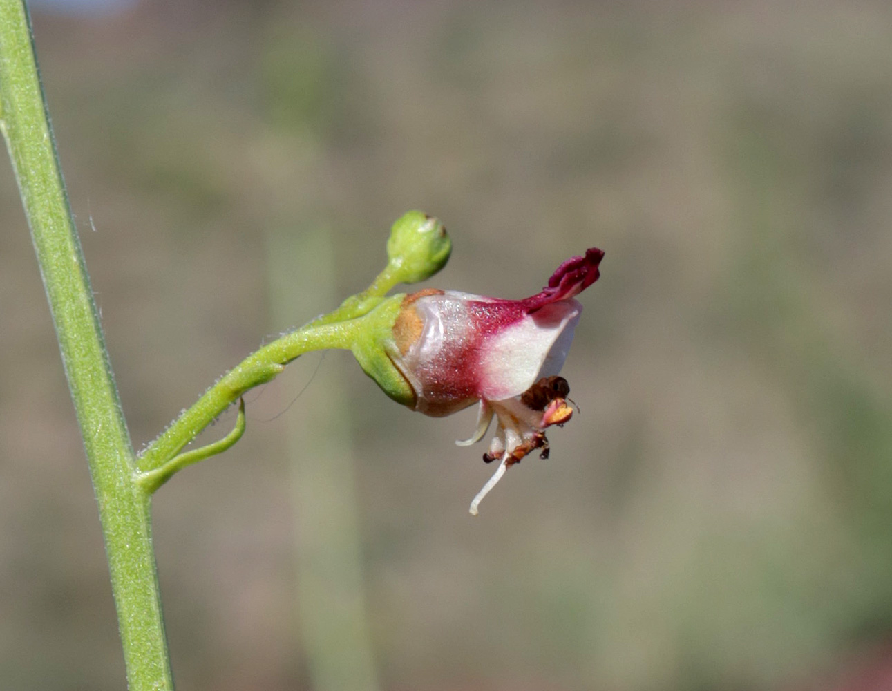 Изображение особи Scrophularia incisa.