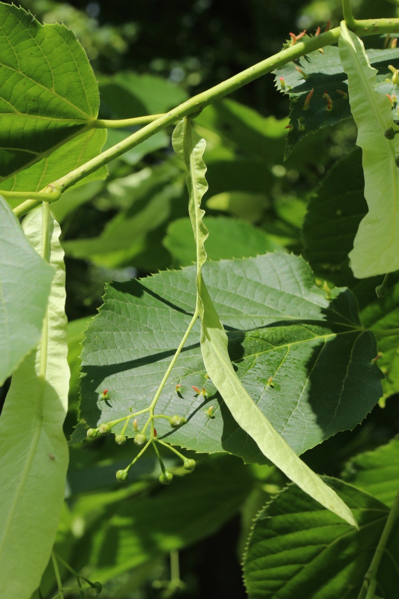 Image of Tilia americana specimen.