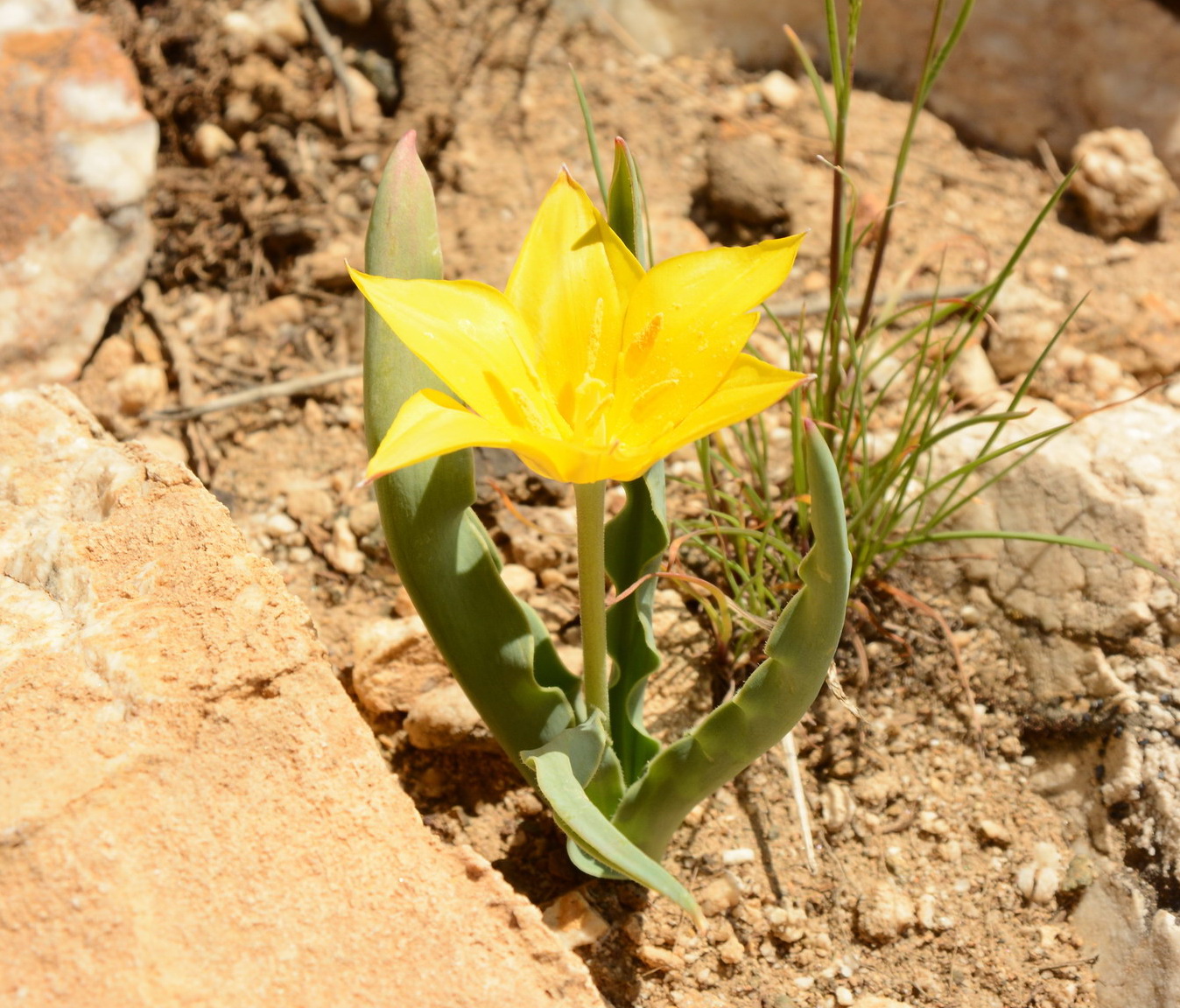 Изображение особи Tulipa dubia.