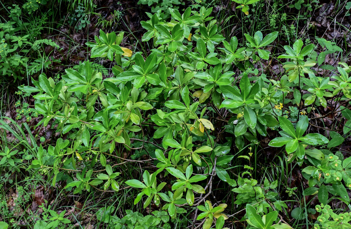 Image of Daphne pontica specimen.