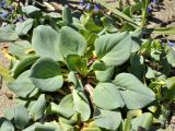 Mertensia maritima