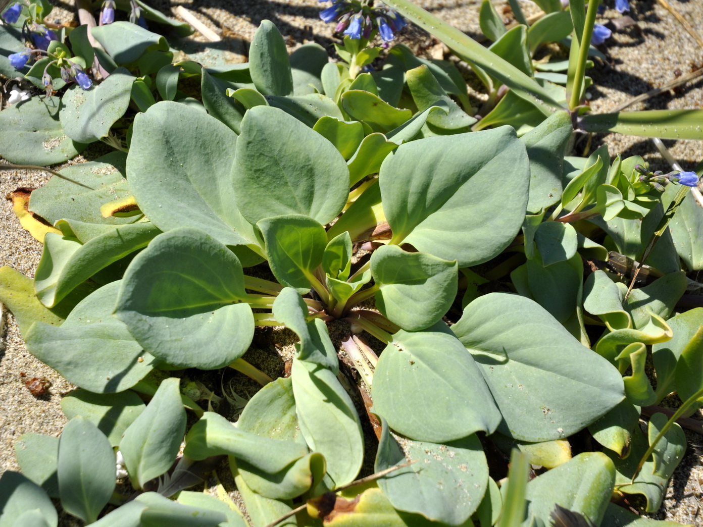 Изображение особи Mertensia maritima.