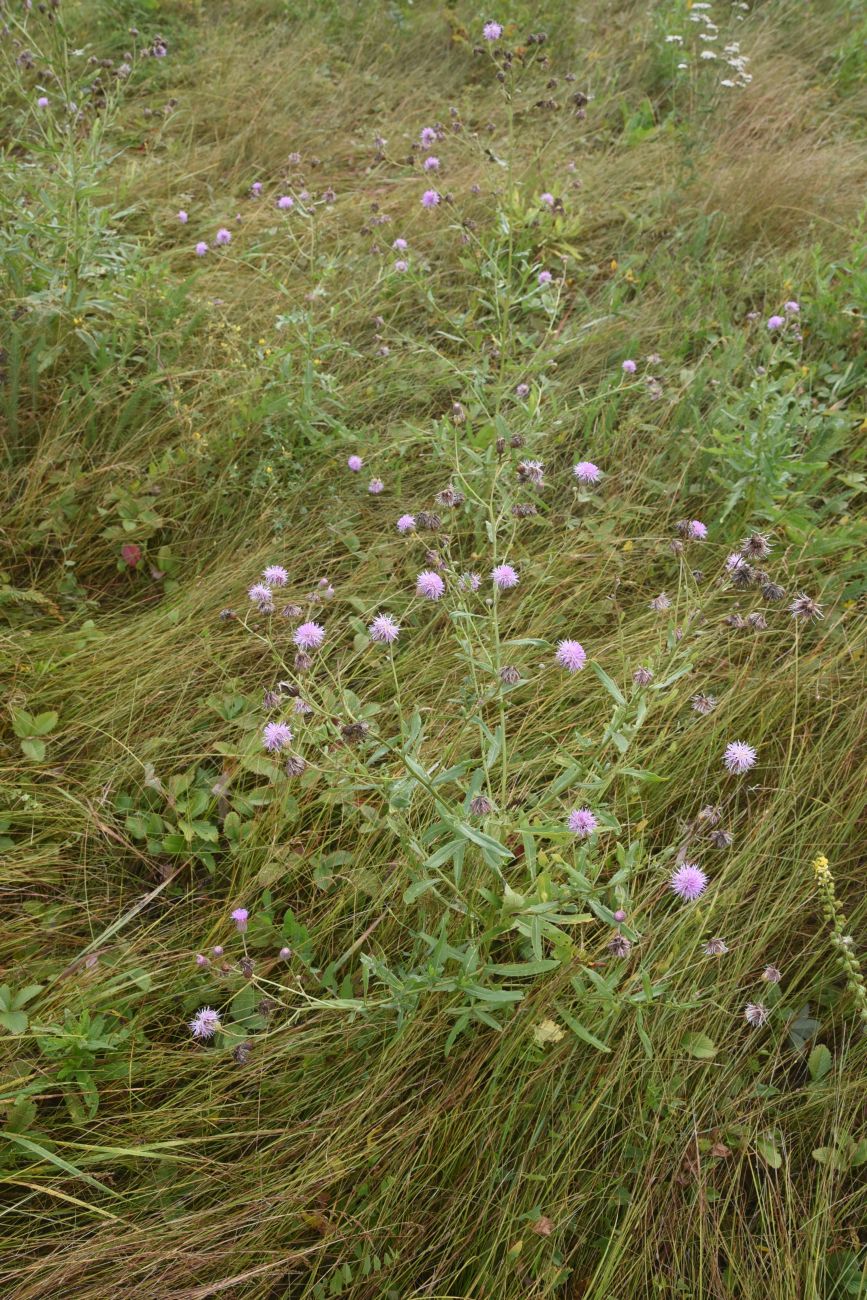 Изображение особи Cirsium incanum.