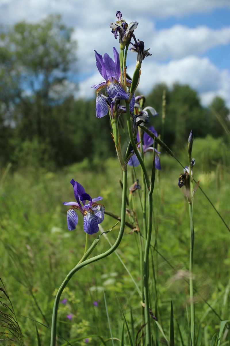 Изображение особи Iris sibirica.