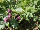 Cirsium setosum. Верхушка веточки с развивающимися соцветиями. Хабаровский край, окр. г. Комсомольск-на-Амуре, обочина грунтовой дороги. 21.09.2024.