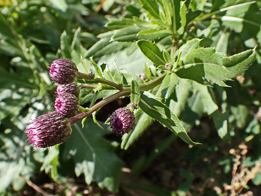 Изображение особи Cirsium setosum.