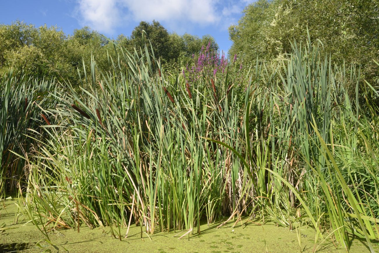 Image of Typha latifolia specimen.