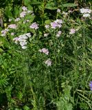 Achillea millefolium. Верхушки цветущих растений. Вологодская обл., Кирилловский р-н, окр. с. Горицы, гора Маура, луг. 12.07.2024.